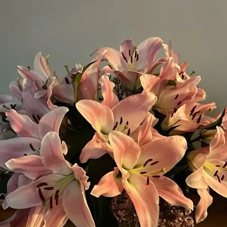 stargazer lilies__